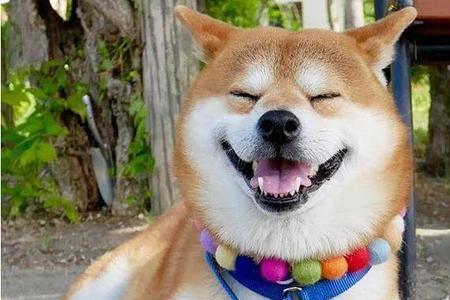 男生叫女生柴犬是什么意思
