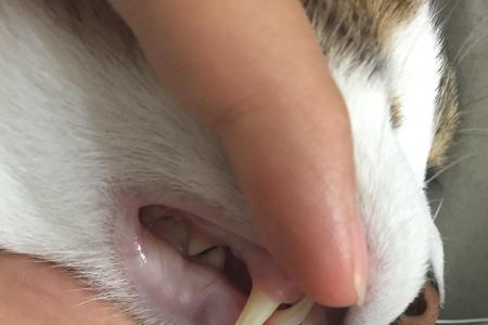 猫为什么下巴突出一块肉