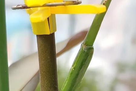 五枝水是哪五种树枝
