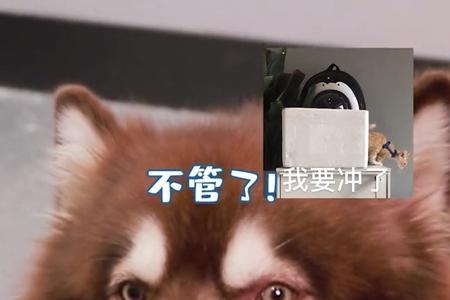 p爷是什么品种的狗