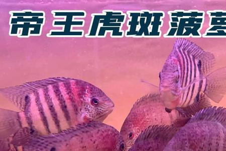喷点菠萝鱼好养吗