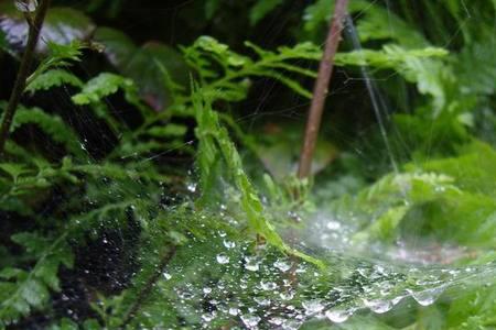春雨绵绵指什么生肖
