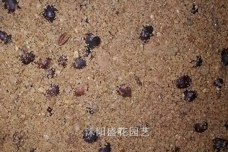 牡丹种子沙藏方法