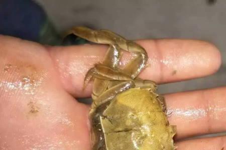 苹果蟹多久蜕一次壳