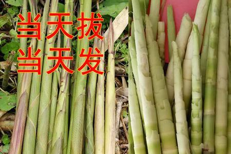江西的小竹笋是几月份