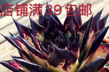 多肉乌木开花好看吗