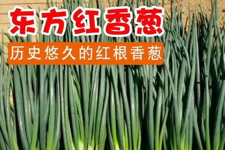 红根小香葱的花是什么颜色的