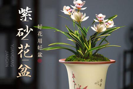 兰花盆方的好看还是圆的好看