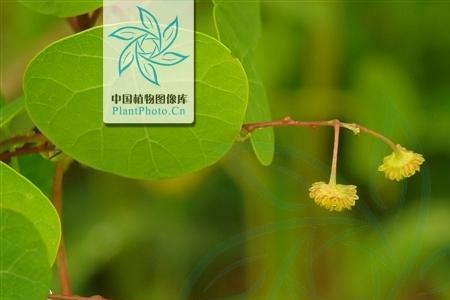 千金藤是怎么育苗的