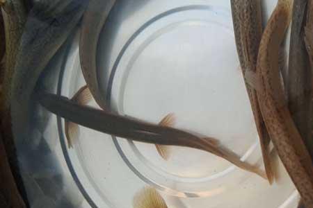 网络用语黄鳝泥鳅什么意思
