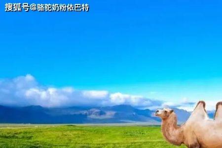 骆驼有什么优秀品质