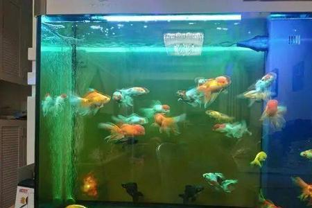 15米×50厘米的鱼缸适合养什么鱼