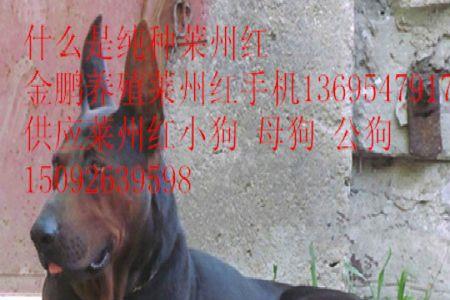 苏联红犬能不能断尾