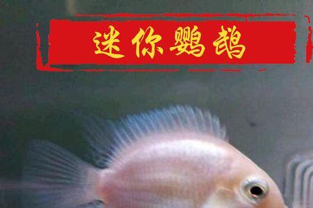 迷你鹦鹉幼崽多长时间出罐