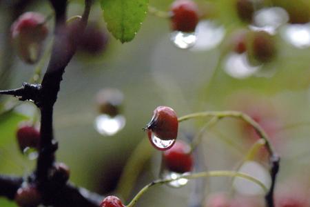 情雨的意思和含义