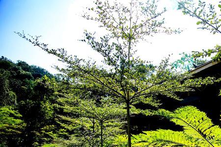 茂密是什么意思