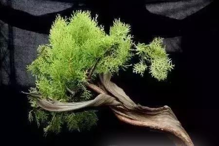 悬崖上的刺柏是崖柏吗