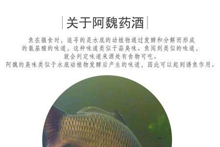 钓鱼药酒一定要加阿魏吗