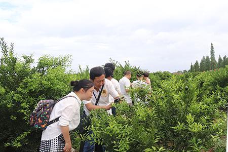 种植新会柑成本与利润
