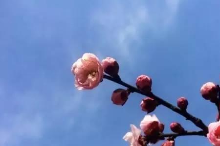 恰逢花开下一句是什么