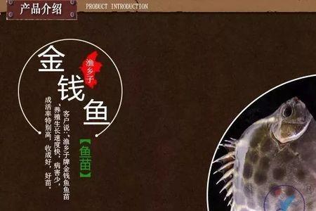 海口金鼓鱼钓点