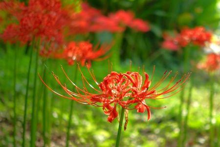 山蒜花花语
