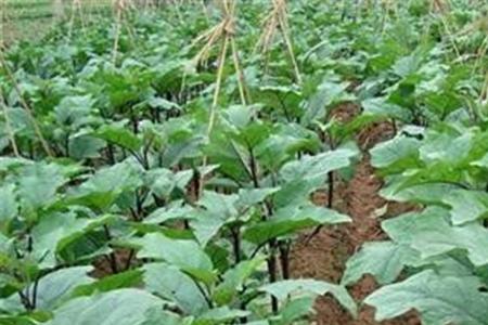 茄子种植时间和方法华北