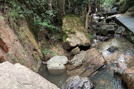 大岭山森林公园今天开放吗
