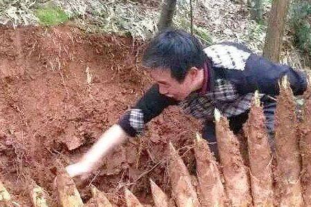 贵阳哪里可以挖竹笋