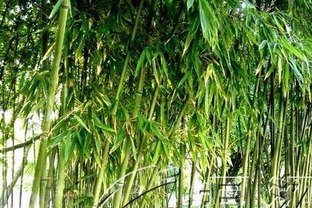 竹子无心节外生枝求下联