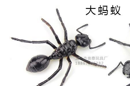 蚂蚁和什么一般大小