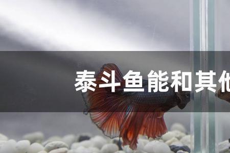 泰斗公母能混养吗