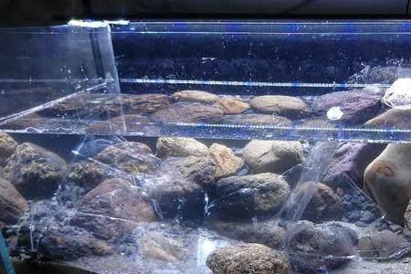 原生缸种水兰溪流石要多大