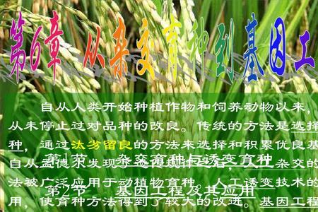 无公害食品可以用转基因苗吗