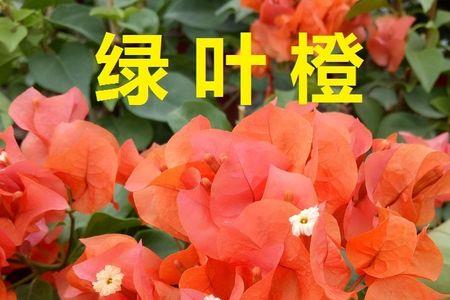 暗斑五宝和绿叶五宝哪个更勤花