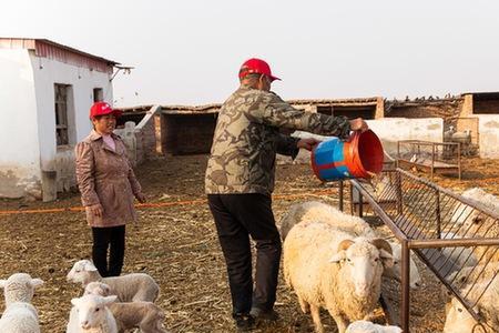 喂羊什么意思