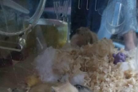 仓鼠生宝宝了特别臭咋办