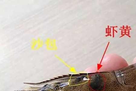 虾能看见东西吗
