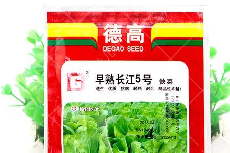 速生快菜用不用移栽