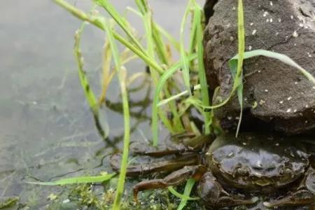 河螃蟹生活在浅水还是深水
