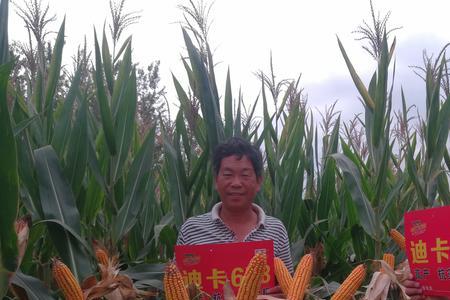 迪卡653小麦介绍