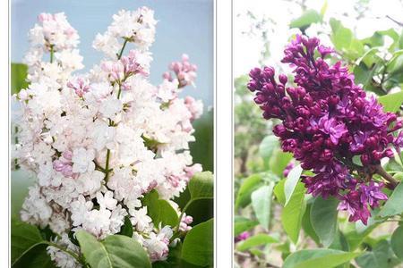 盆栽丁香花为什么发黄掉叶