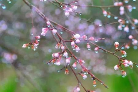 一帘春雨什么意思