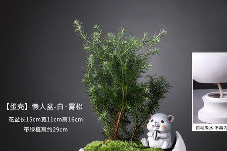 富贵竹根部长出白须子后怎么养