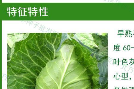 圆白菜种子是怎么来的