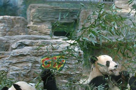 阜阳动物园有大熊猫吗
