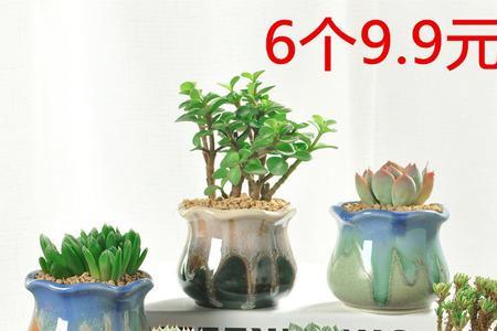 带托盘的花盆适合养多肉吗