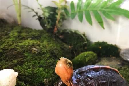 黄缘闭壳龟不能闭壳为什么