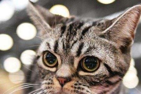 23岁的猫等于多大岁数