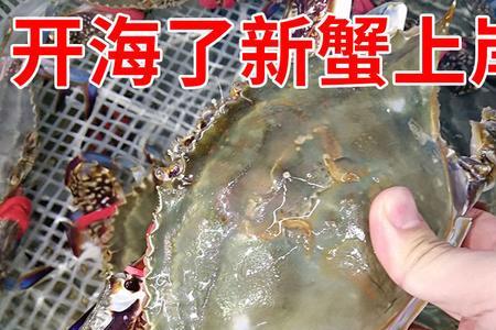 无锡到哪批发梭子蟹